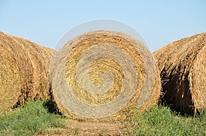 Argentine countryside