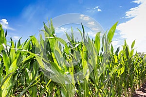 Argentine field planted with corn in spring