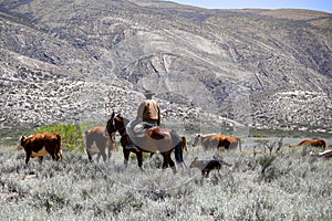 Argentine gaucho on horseback herding cows with his dog