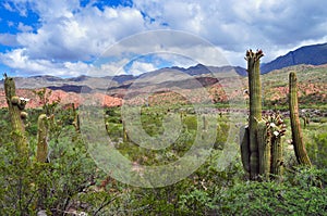 Argentine Giant Cactus, Echinopsis candicans