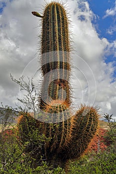 Argentine Giant Cactus, Echinopsis candicans photo