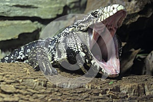 Argentine giant tegu photo