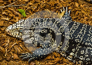Argentine giant tegu sleeping on the ground, big lizard from America, Reptile brumation, popular pet in herpetoculture