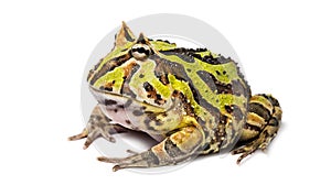 Argentine Horned Frog, Ceratophrys ornata photo