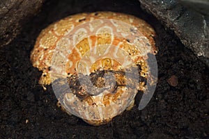 Argentine horned frog Ceratophrys ornata