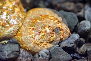 Argentine Horned Frog or Ceratophrys ornata