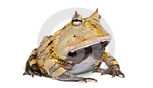 Argentine Horned Frog, Ceratophrys ornata, isolated photo