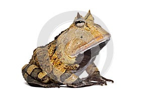 Argentine Horned Frog, Ceratophrys ornata, isolated photo