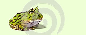 Argentine horned frog, Ceratophrys ornata, isolated on green