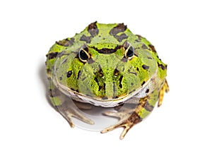 Argentine horned frog, Ceratophrys ornata, isolated on white