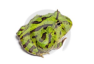 Argentine horned frog, Ceratophrys ornata, isolated on white