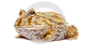 Argentine Horned Frog, Ceratophrys ornata photo