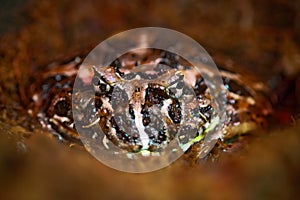 Argentine Horned Frog, Ceratophrys ornata, in the nature habitat, hidden in the ground, detail face portrait, most common species