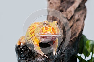 Argentine Horned Frog, Ceratophrys ornata, on white