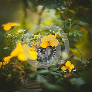 The Argentine horned frog with a flower bush