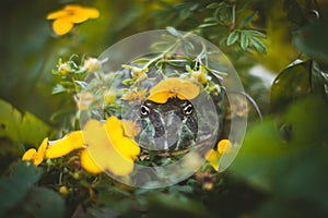 The Argentine horned frog with a flower bush