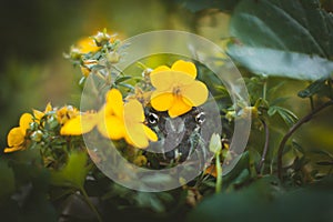 The Argentine horned frog with a flower bush