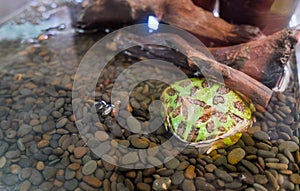 Argentine Horned Frog