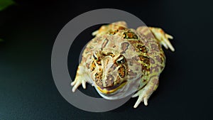 The argentine horned frog yellow with brown stripes. The frog sat still on black surface or background
