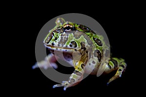 The Argentine horned froglet isolated on black