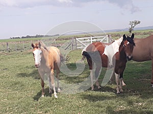 Argentine horse breeds from race horses to horses used for the field and home.