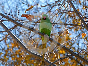 Argentine parrot- Myiopsitta monachus Bird