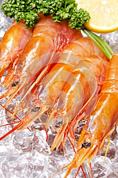 Argentine red shrimp photo