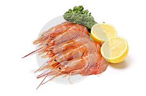 Argentine red shrimp photo