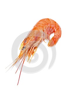 Argentine red shrimp