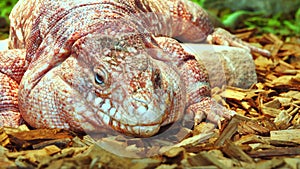 The Argentine red tegu is one of species of lizards.