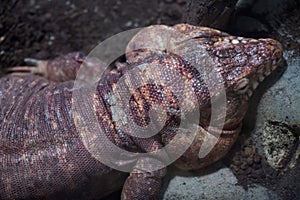 Argentine red tegu Tupinambis rufescens