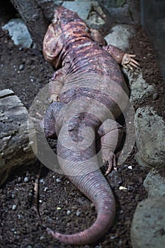 Argentine red tegu Tupinambis rufescens