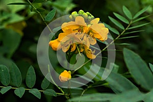 Argentine senna yellow flower or Leguminosae Senna photo