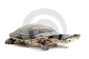 Argentine sideneck turtle