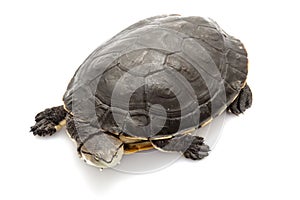 Argentine sideneck turtle