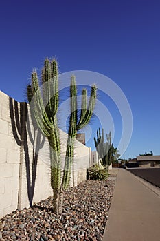 Argentine Toothpick or Stetsonia Coryne Cactus with tree-like appearance