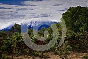 An argentine vineyard in Cafayate