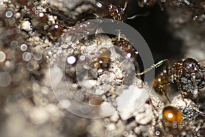 Argentinian ants in their antÃÂ´s nest photo