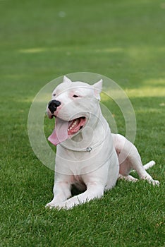 Argentinian Dog/Dogo Argentino photo