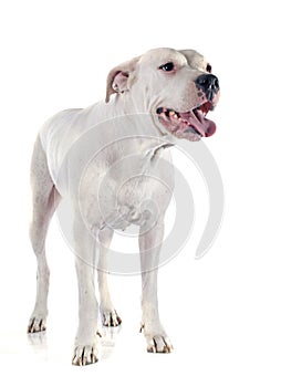 Argentinian dog photo