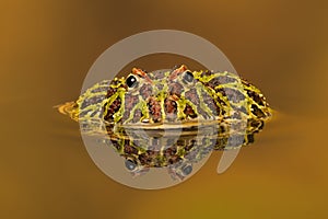 Argentinian Horned Frog (Ceratophrys Ornata)