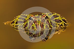 Argentinian Horned Frog (Ceratophrys Ornata)