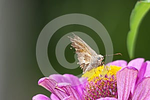 Argentinian jumping butterfly on a purple zinnia flower