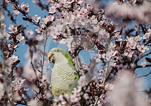 An argentinian parrot on a cherry bossom branch photo