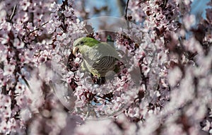 An argentinian parrot on a cherry bossom branch photo