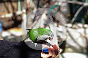 An Argentinian parrot eating from a person\'s hand.