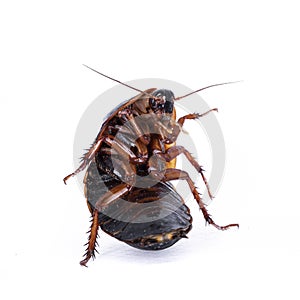 Argentinian wood roach on white background