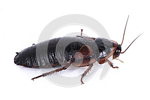 Argentinian wood roach on white background