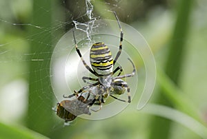 Argiopa spider with prey