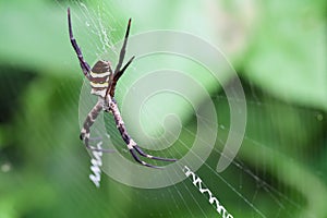 Argiope